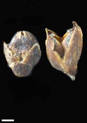 Veronica amplexicaulis. Capsule. Scale = 1 mm.
 Image: P.J. Garnock-Jones © Landcare Research CC-BY-NC 3.0 NZ